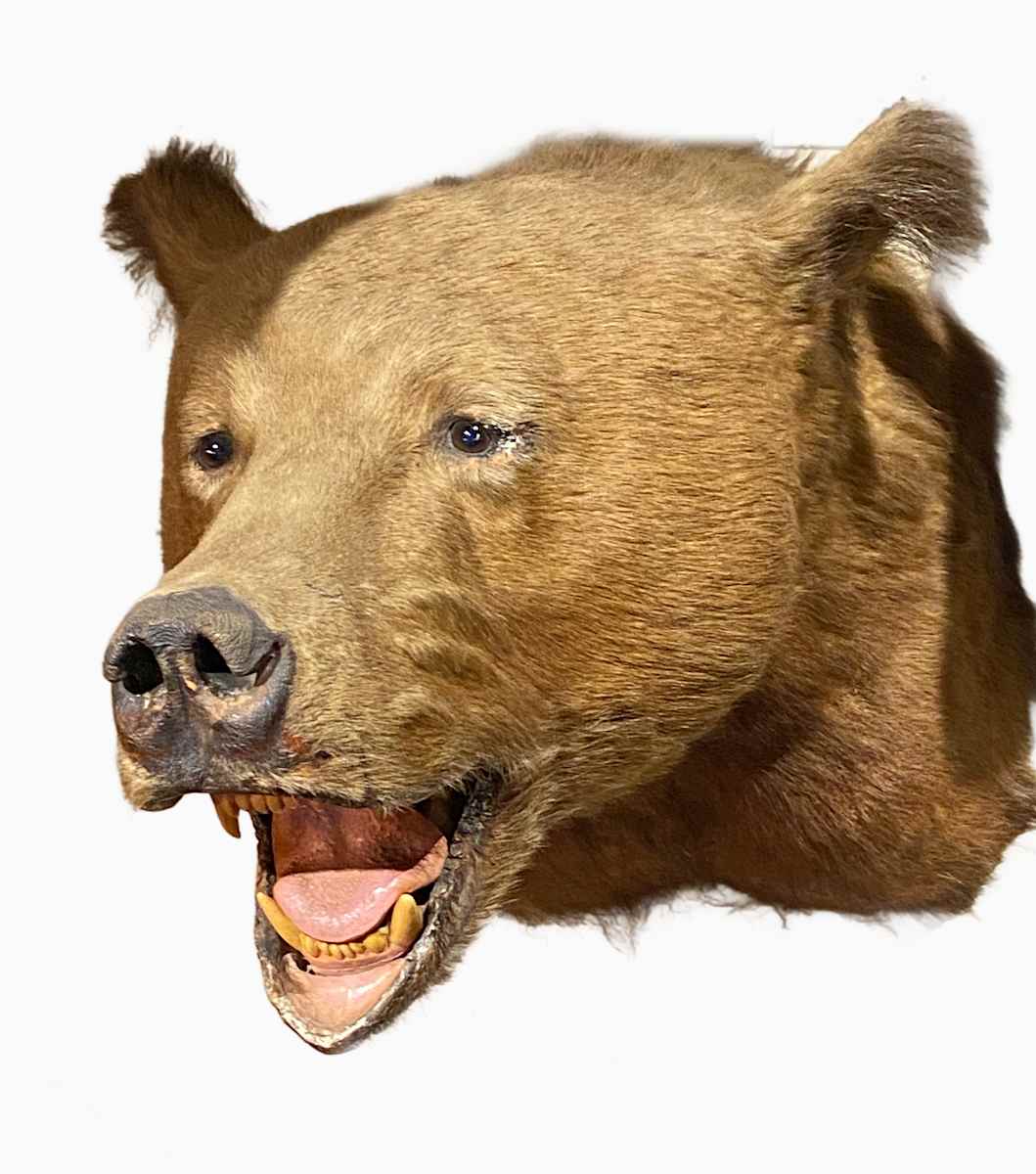 Grizzly Bear #132 by Jennifer Frost, Image 1.