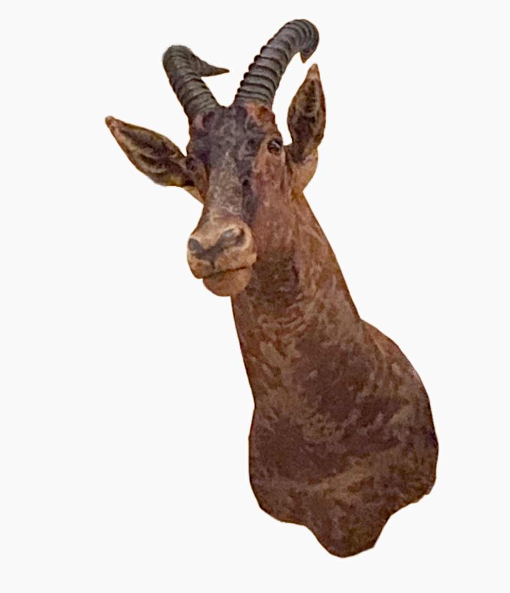 Hunter’s Hartebeest #45 by Jennifer Frost, Image 2.