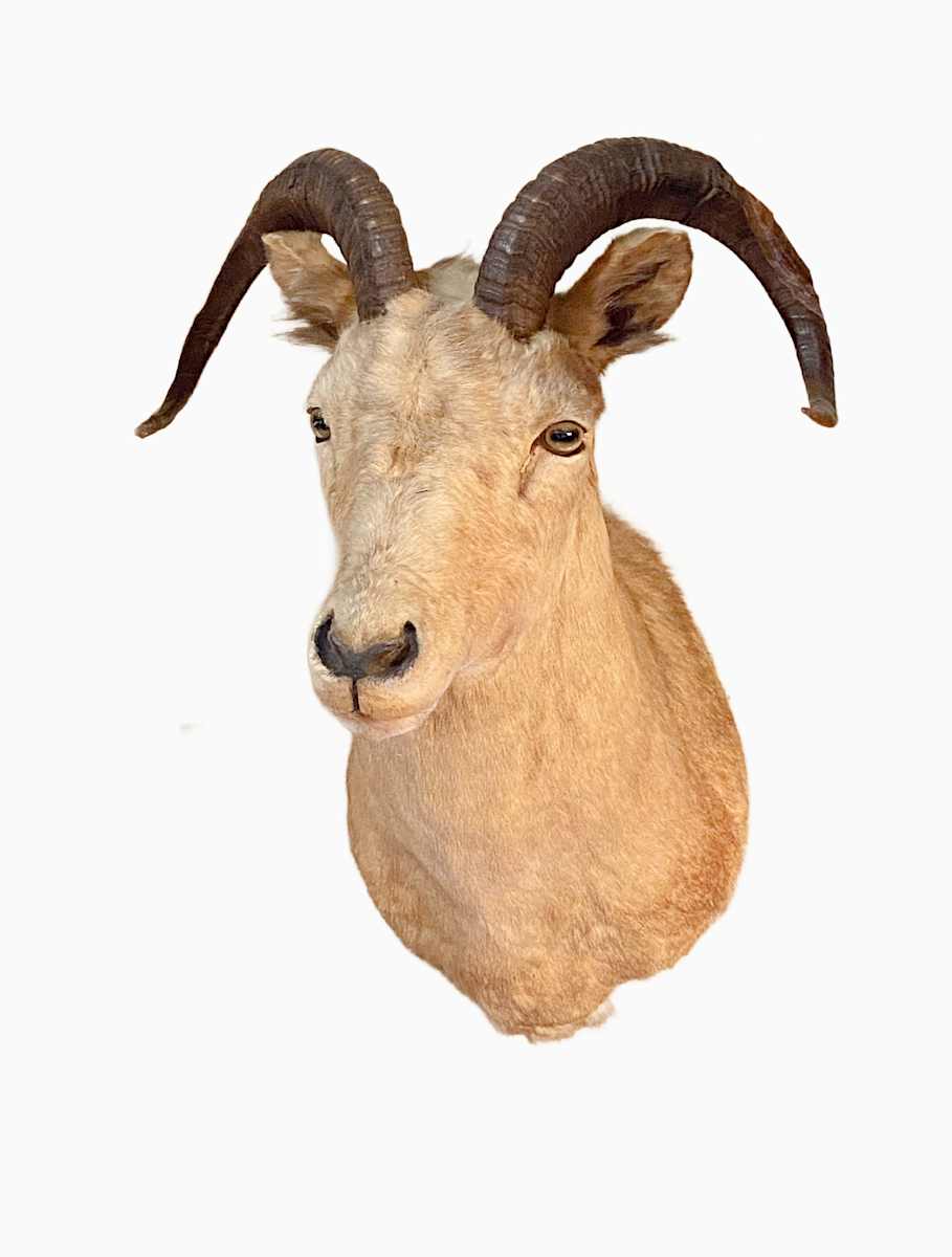 Dall Sheep #31 by Jennifer Frost, Image 2.