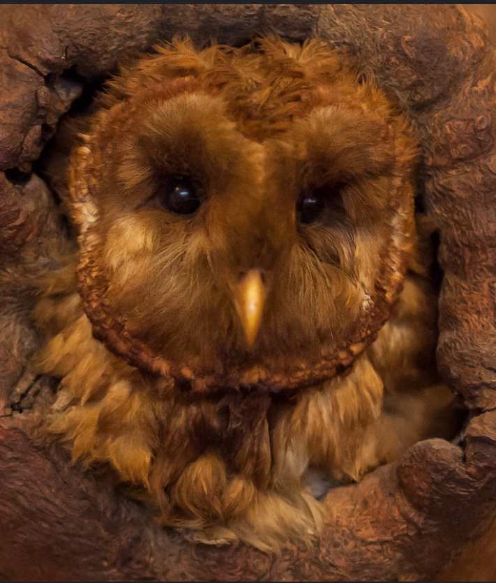 Barn Owl #155 by Jennifer Frost, Image 1.
