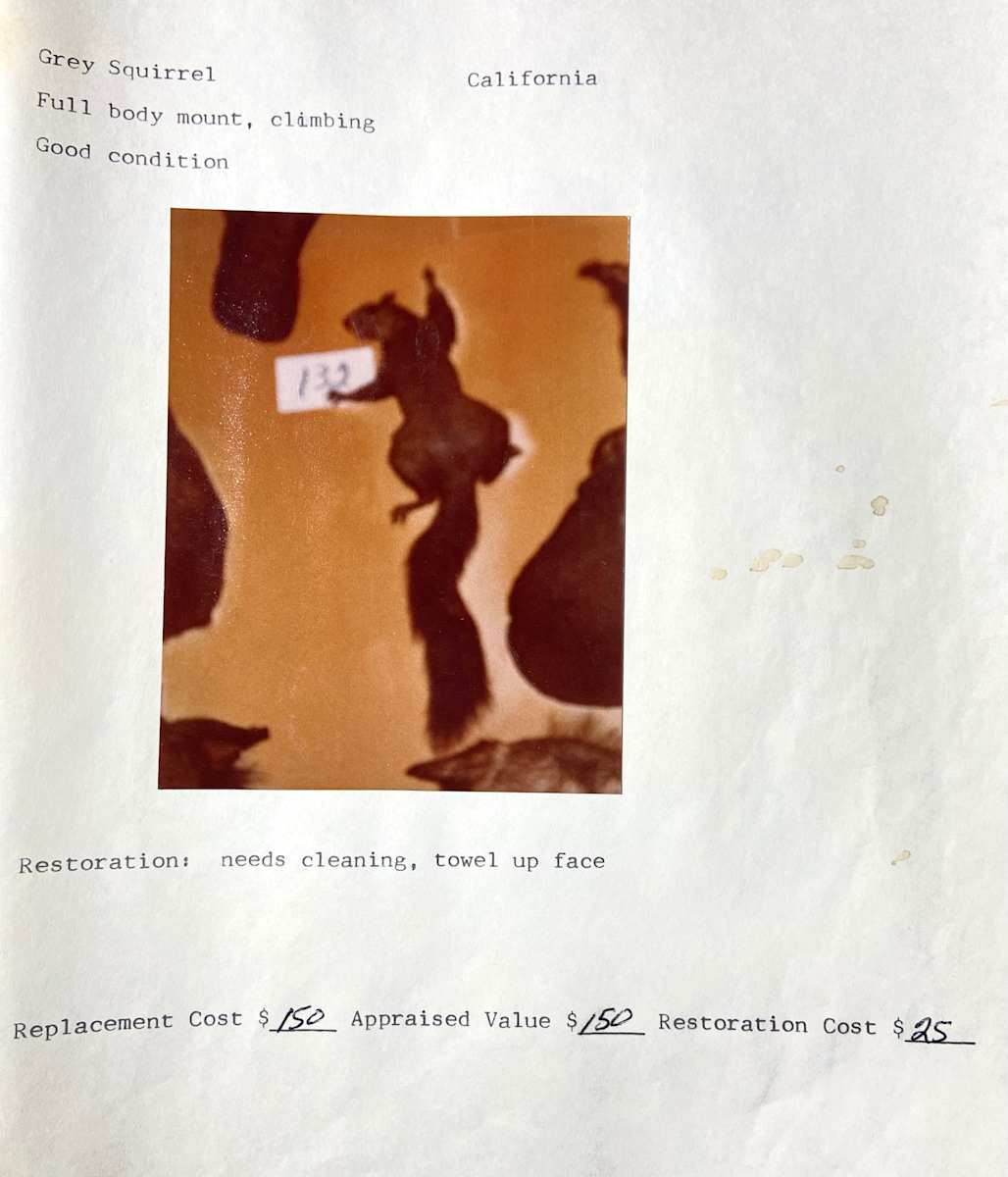 Gray Squirrel #152 by The Foster's Curator  Image: 1983 collection appraisal 