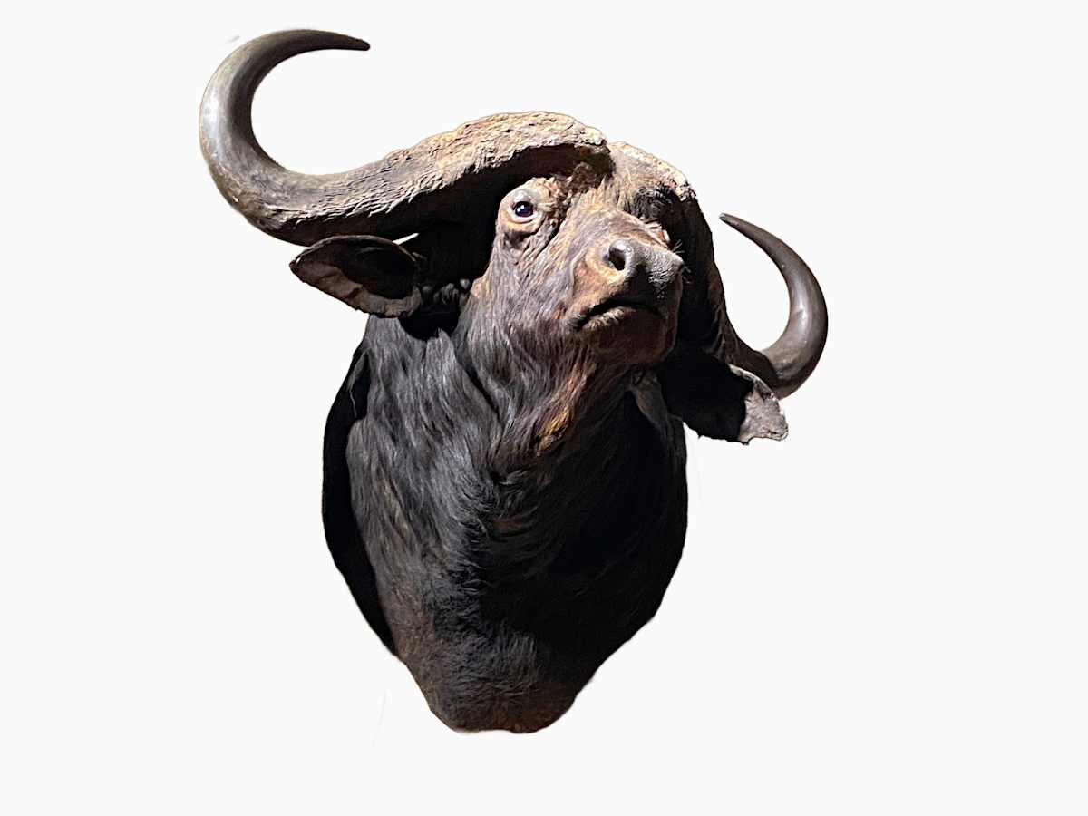 Cape Buffalo #74 by Jennifer Frost, Image 2.