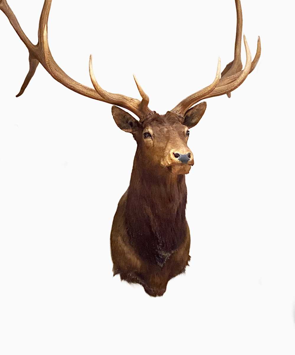 Elk  #100 by Jennifer Frost, Image 2.