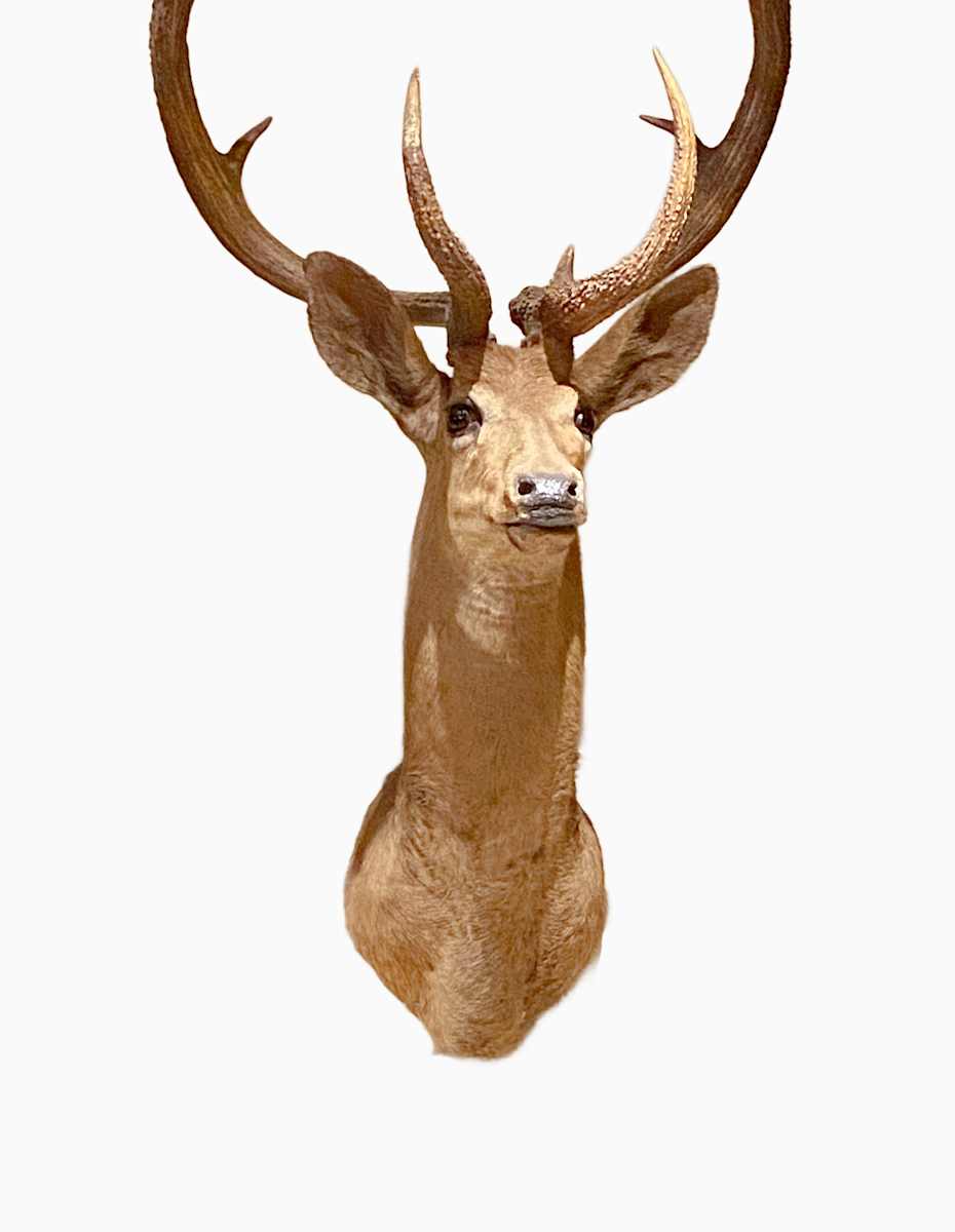 Thamin Deer #115 by Jennifer Frost, Image 2.