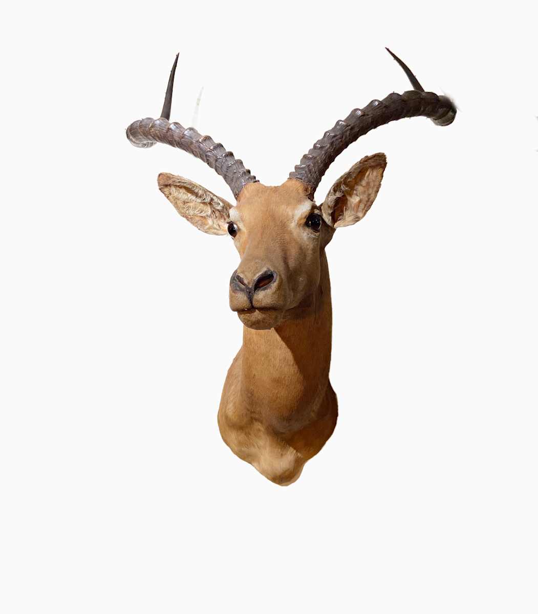 Impala #20 by Jennifer Frost, Image 1.
