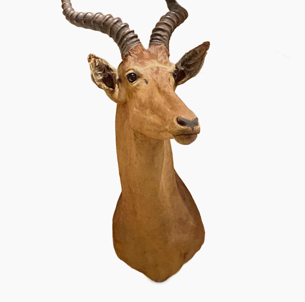 Impala #63 by Jennifer Frost, Image 2.