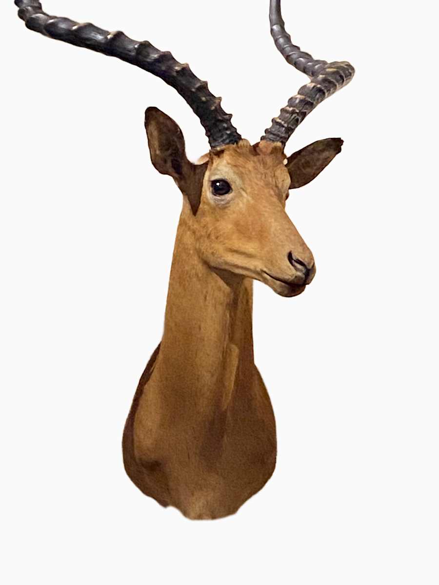 Impala #60 by The Foster's Curator  Image: 2025 collection appraisal