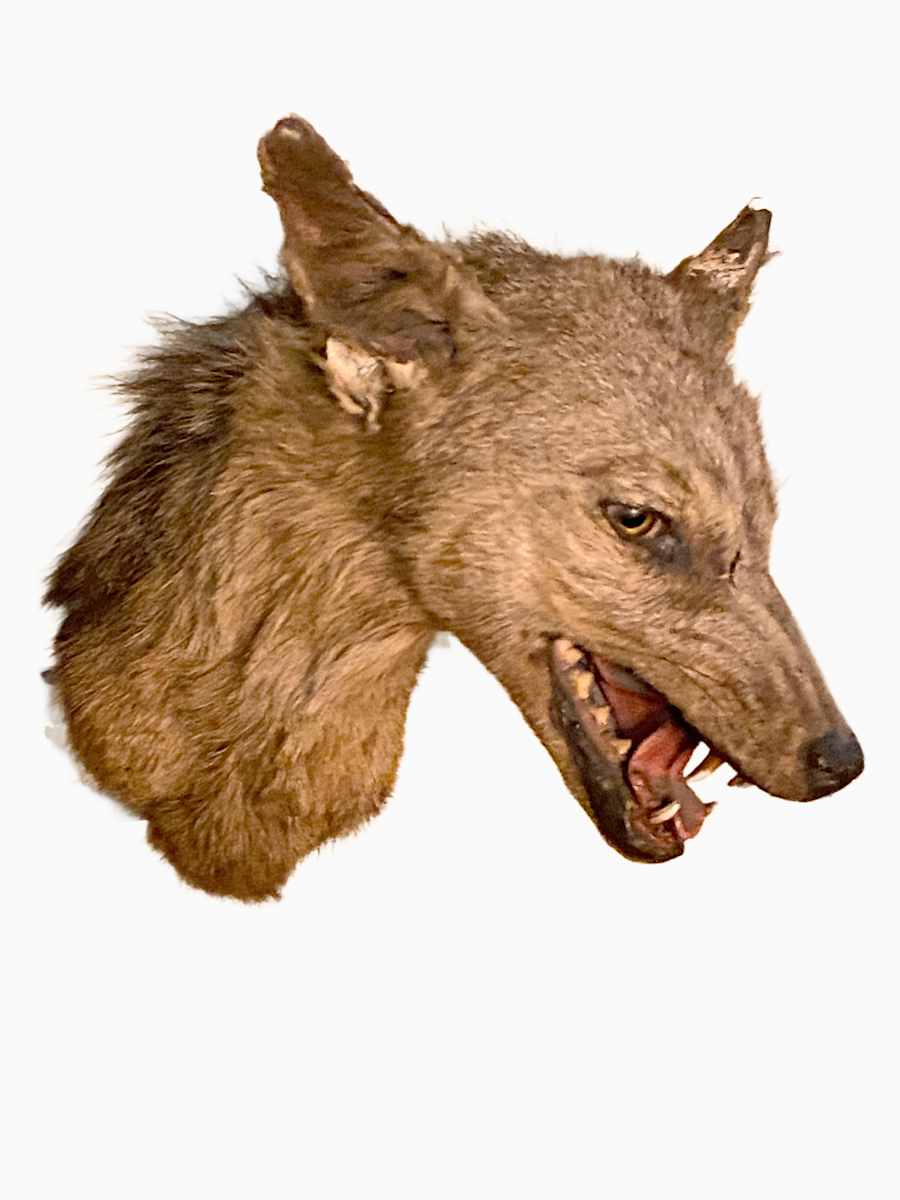 Jackal #172 by Jennifer Frost, Image 2.