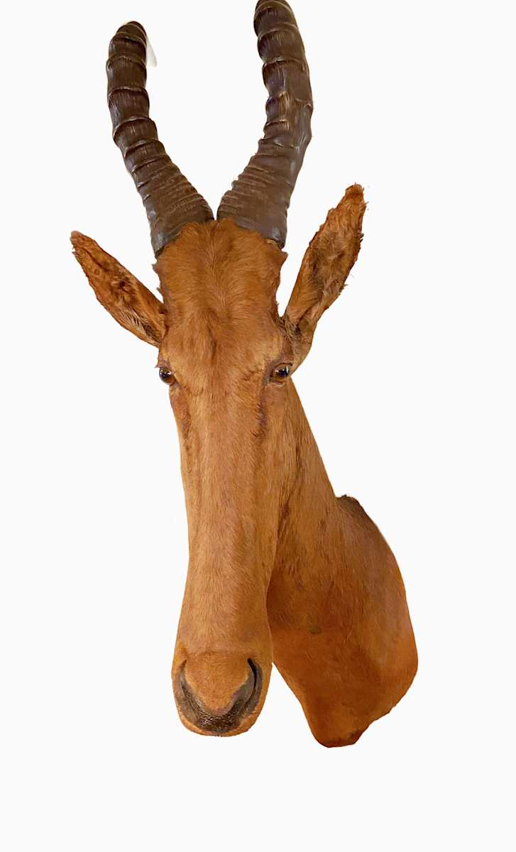 Jackson's Hartebeest #179 by Jennifer Frost, Image 1.