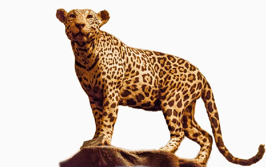 Jaguar #64 by Jennifer Frost, Image 3.