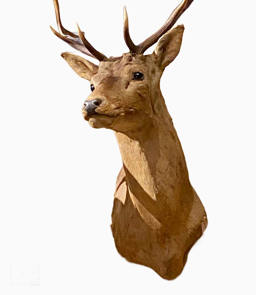 Kansu Deer #108 by Jennifer Frost, Image 3.