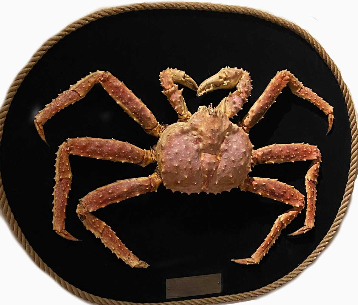 King Crab #200 by Jennifer Frost, Image 1.