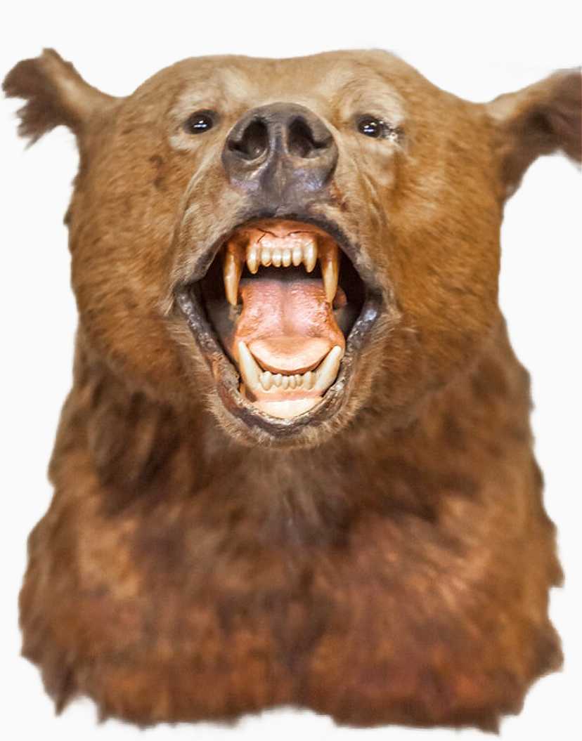 Kodiak Bear #198 by Jennifer Frost, Image 2.