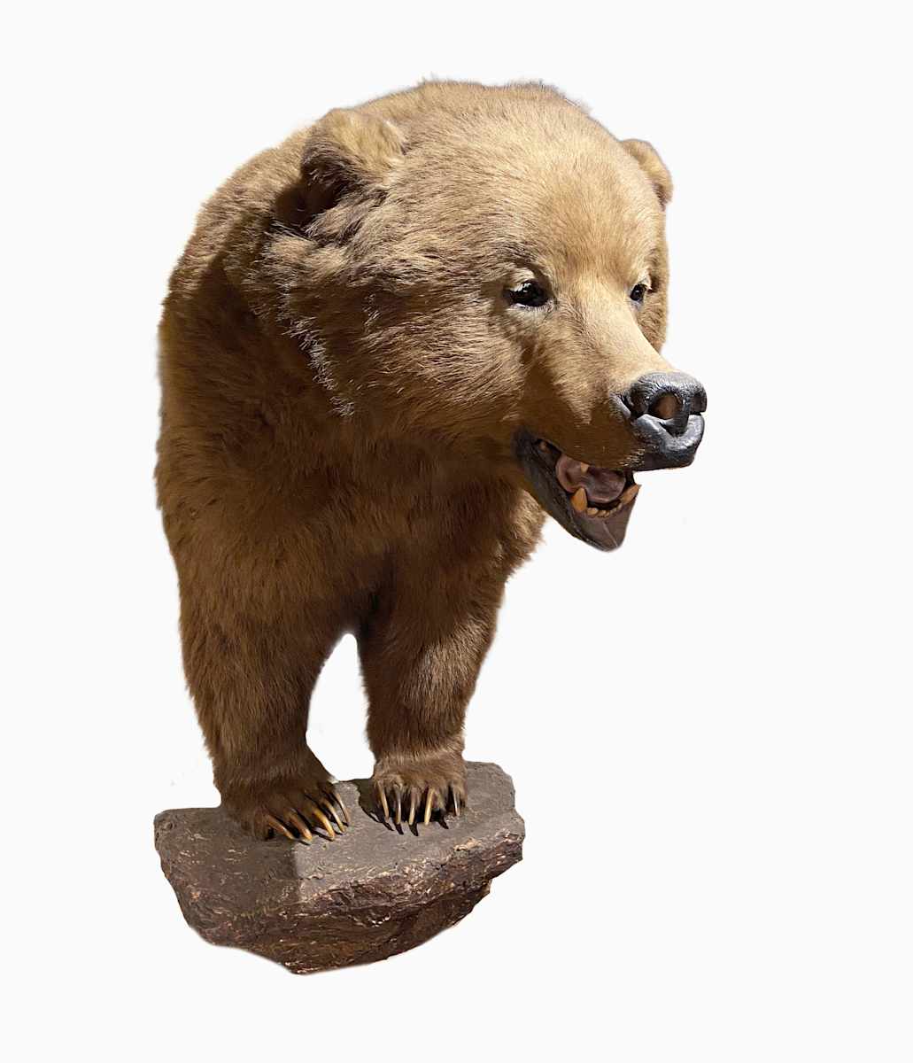 Kodiak Bear #130 by Jennifer Frost, Image 4.