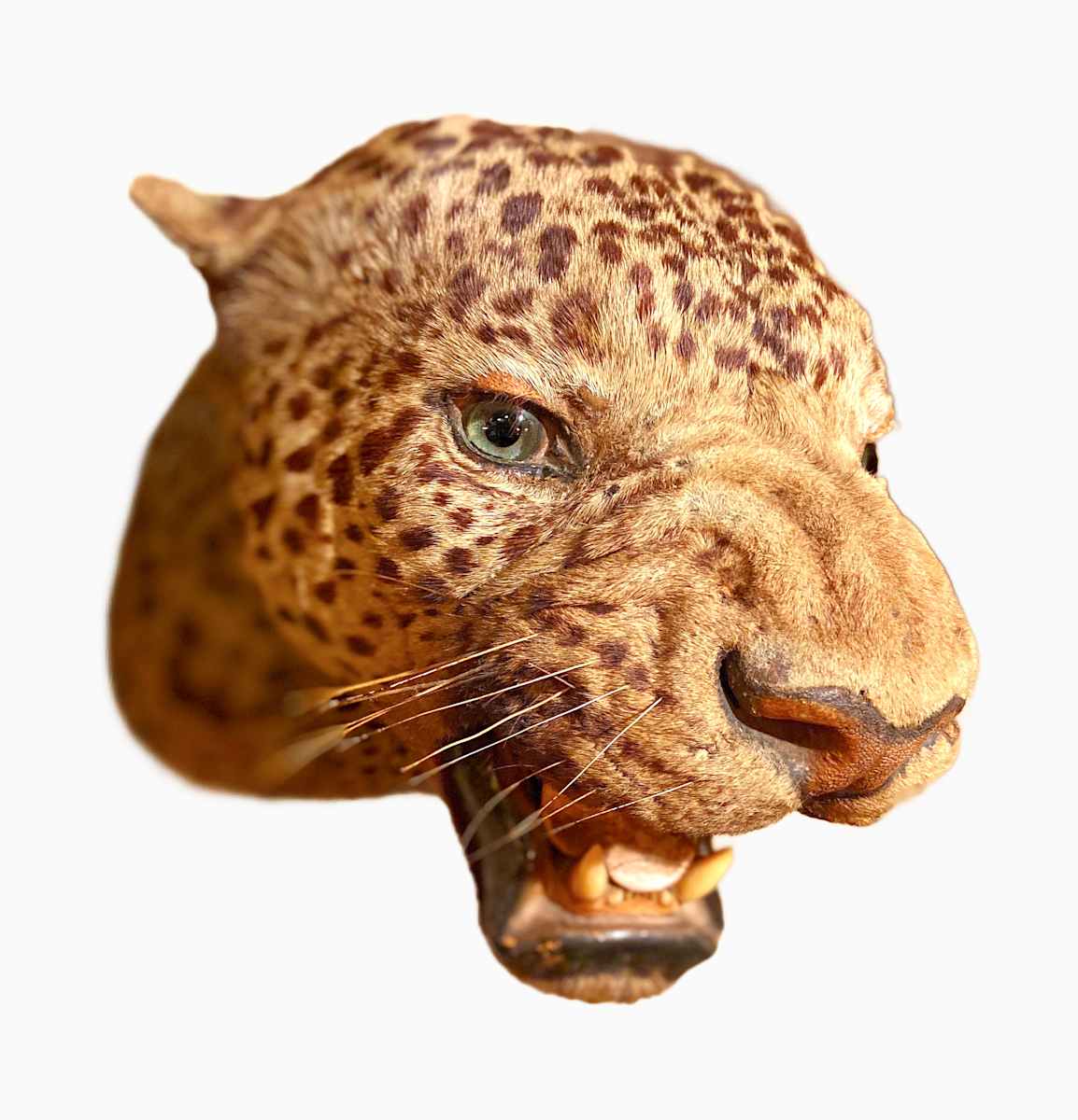 Leopard #7 by The Foster's Curator  Image: 2025 collection appraisal 