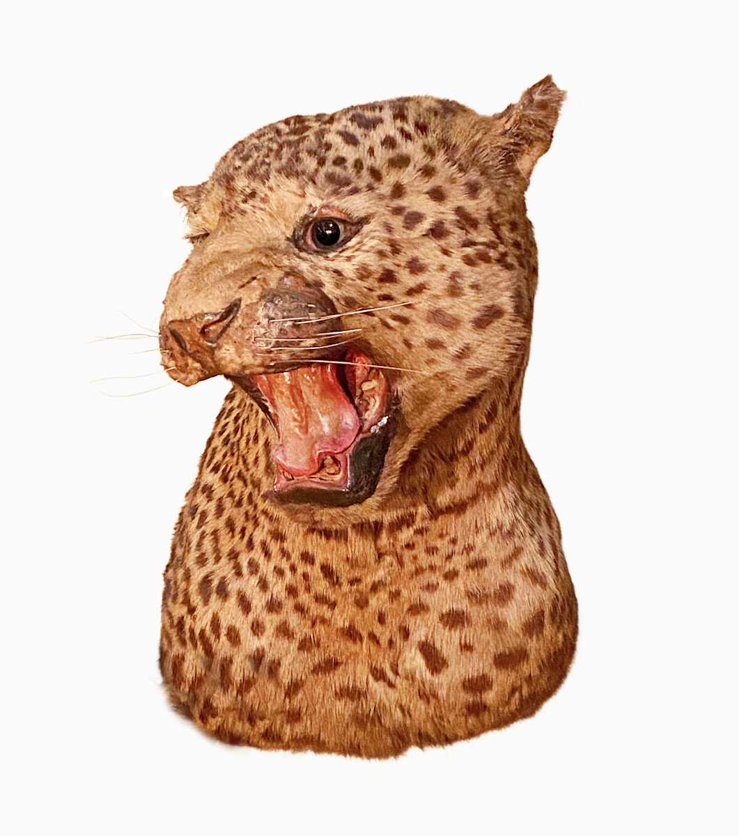 Leopard #8 by Jennifer Frost, Image 1.