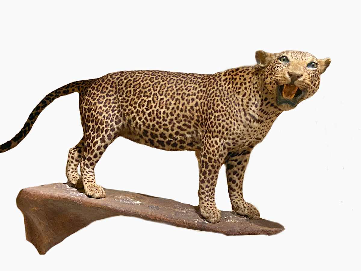 Leopard #80 by The Foster's Curator  Image: 2025 collection appraisal
