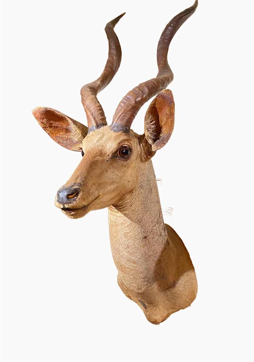 Lesser Kudu #12 by Jennifer Frost, Image 1.