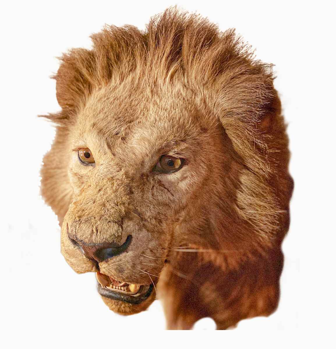 Lion #4 by Jennifer Frost, Image 1.