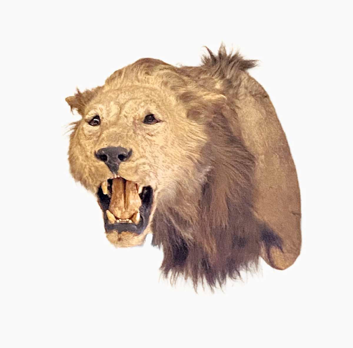Lion #40 by Jennifer Frost, Image 2.