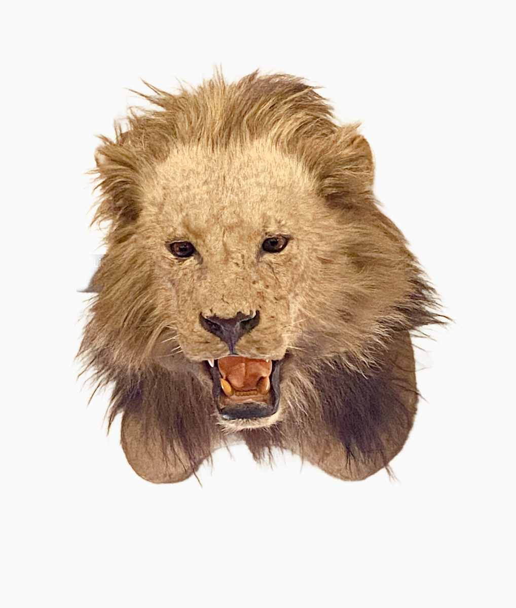 Lion #38 by Jennifer Frost, Image 1.