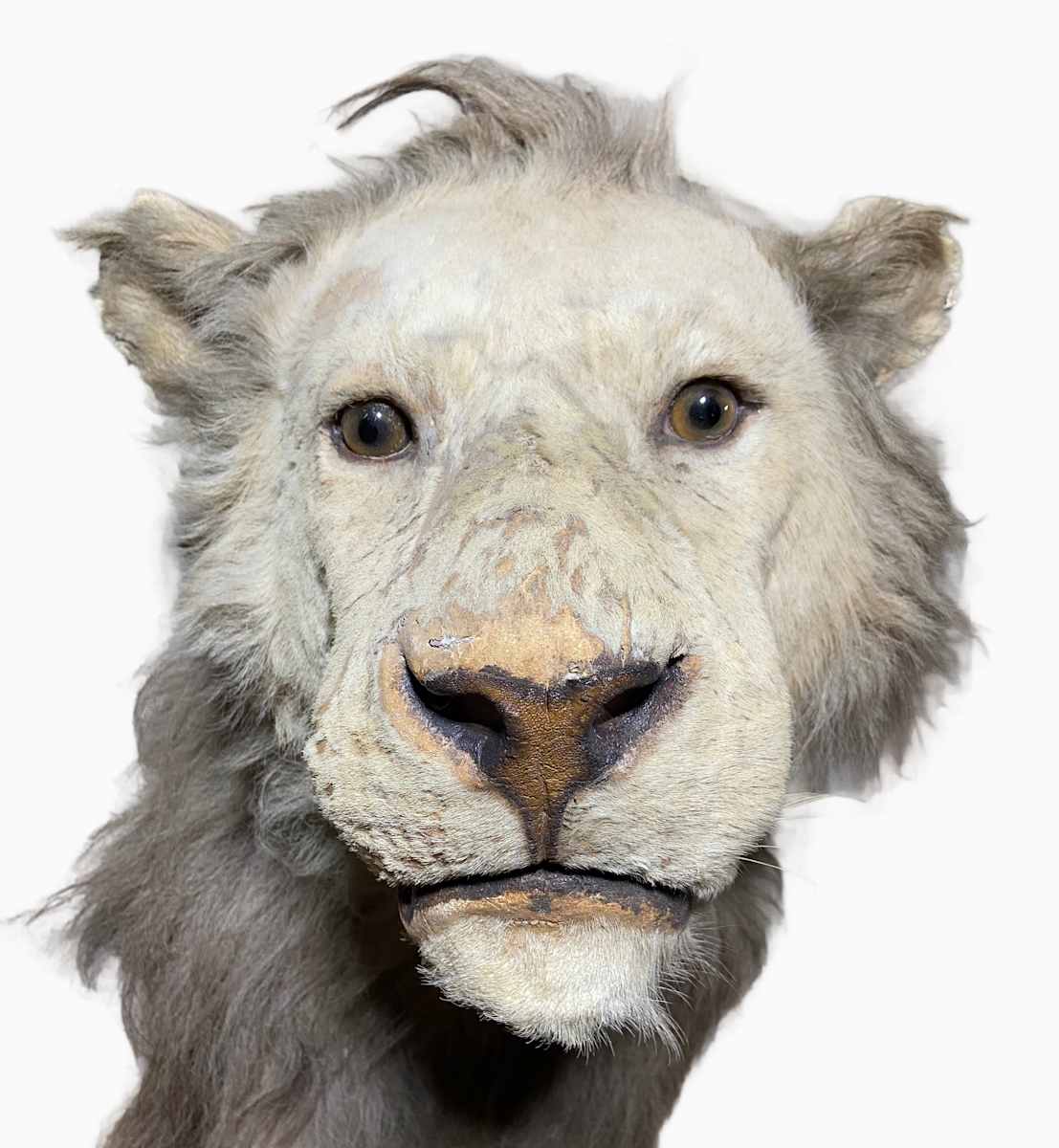 Lion #203 by Jennifer Frost, Image 2.