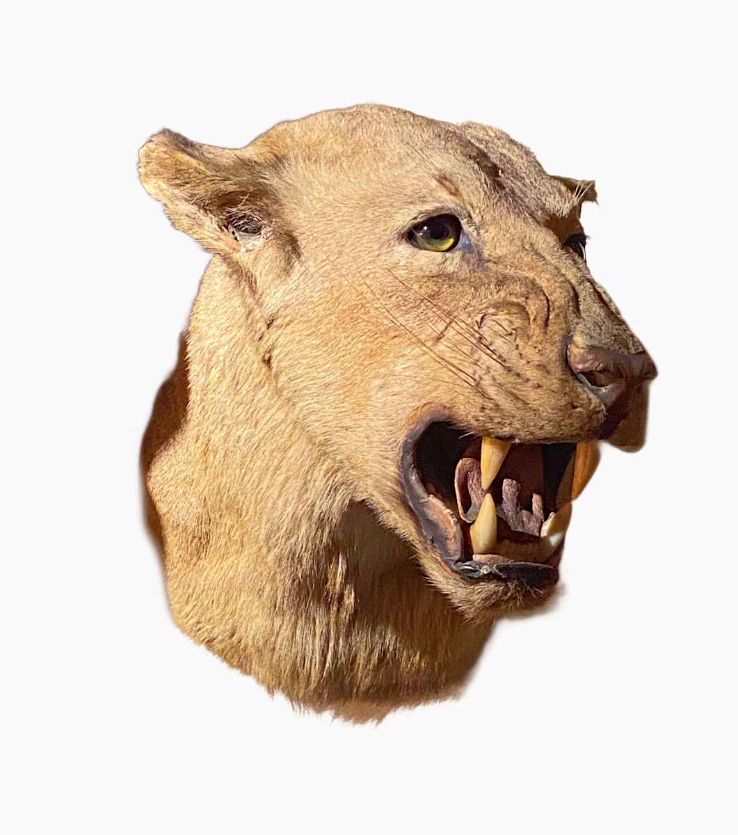 Lioness #3 by The Foster's Curator  Image: 2025 collection appraisal 