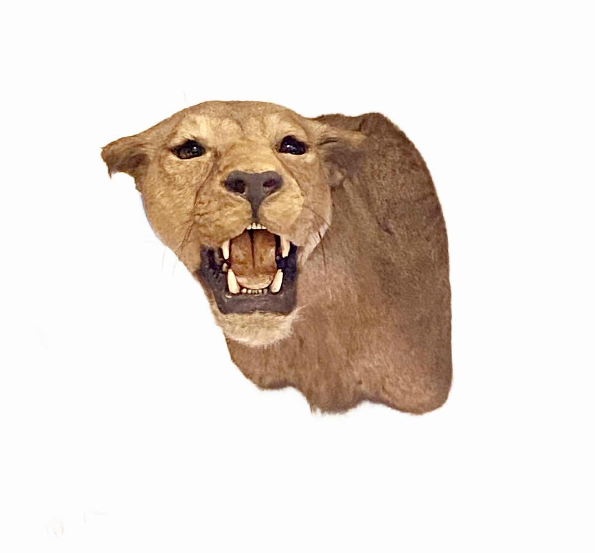 Lioness #39 by Jennifer Frost, Image 2.