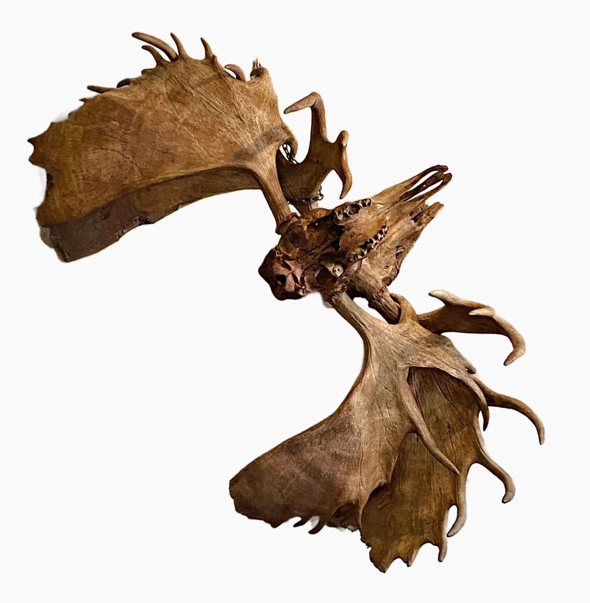 Locked Moose Skulls #192 by Jennifer Frost, Image 1.