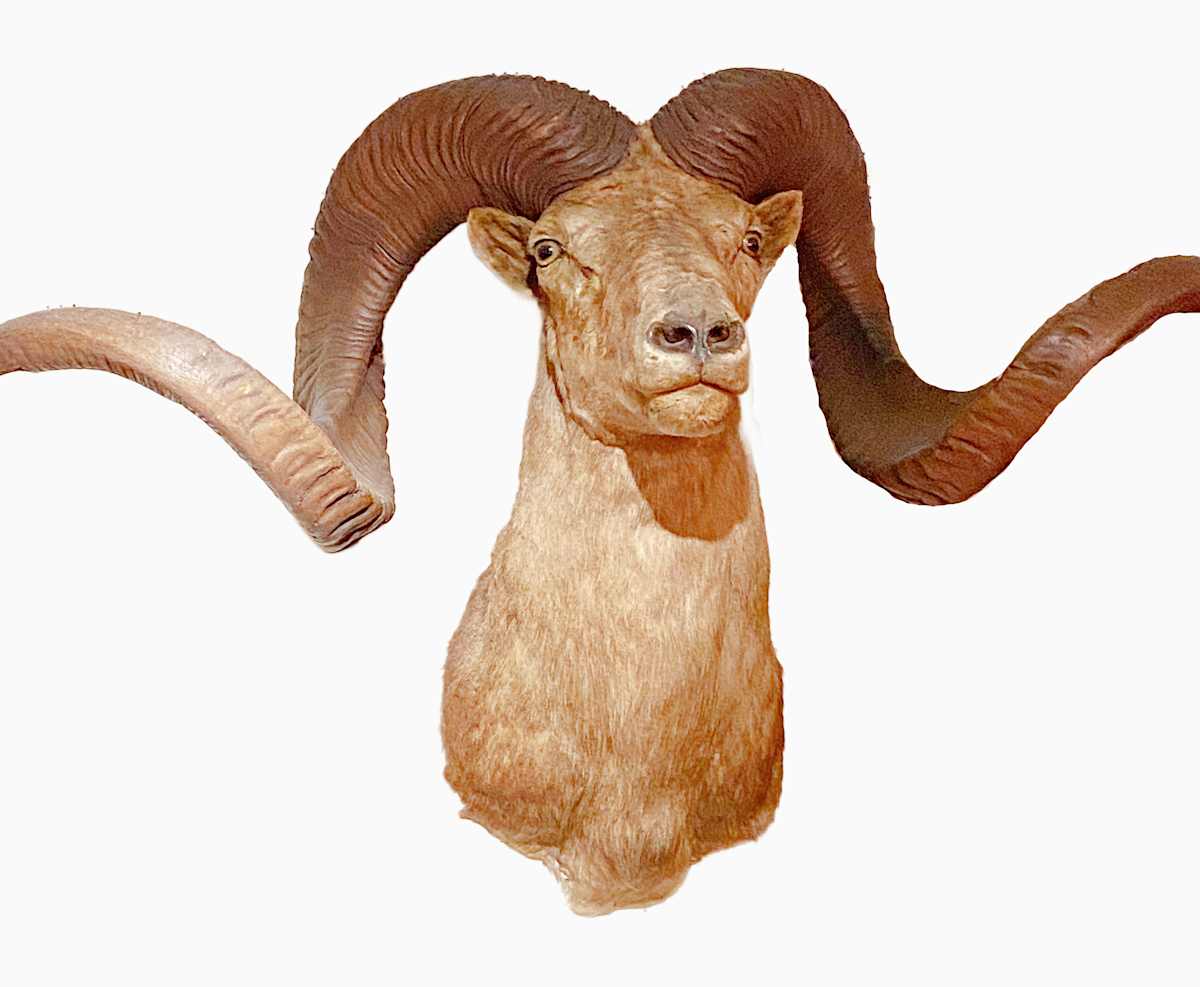 Marco Polo Sheep #153 by The Foster's Curator  Image: 2025 collection appraisal