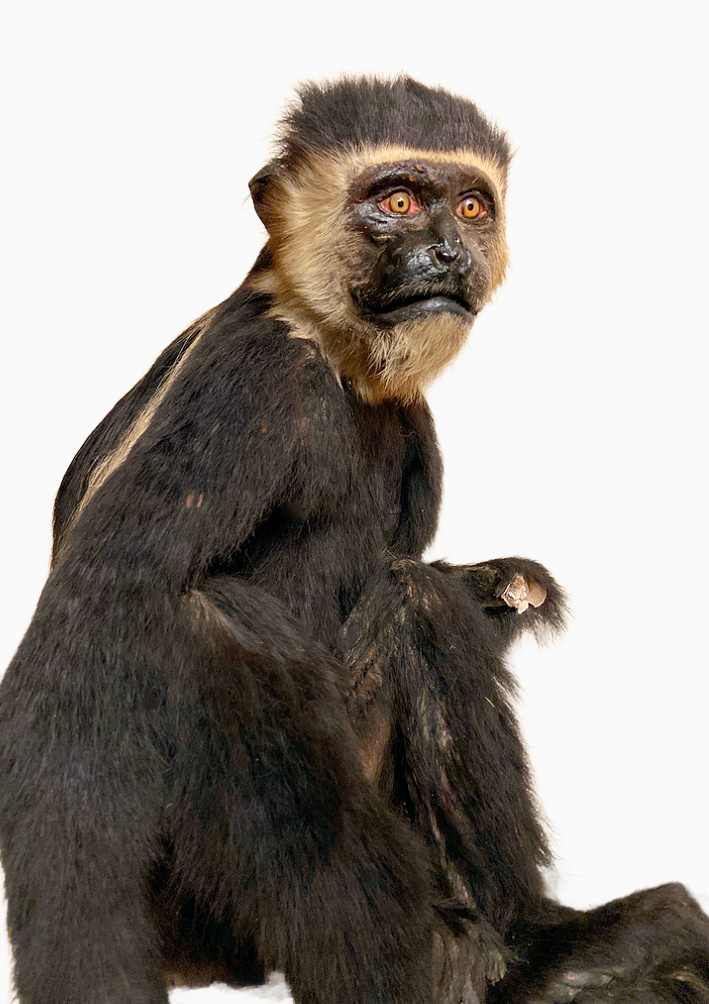 Colobus Monkey #126 by The Foster's Curator  Image: 2025 collection appraisal 