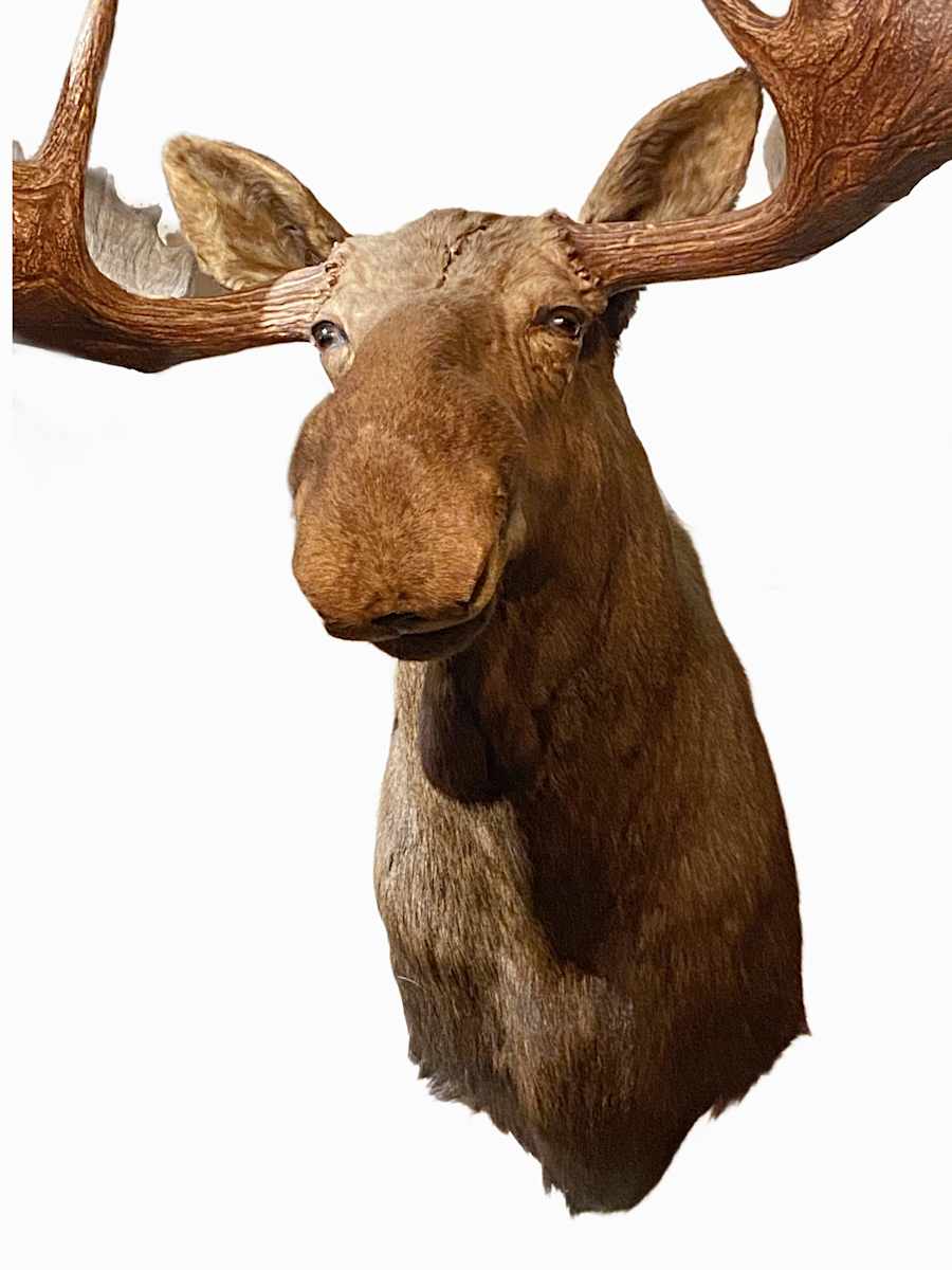Moose #138 by Jennifer Frost, Image 3.
