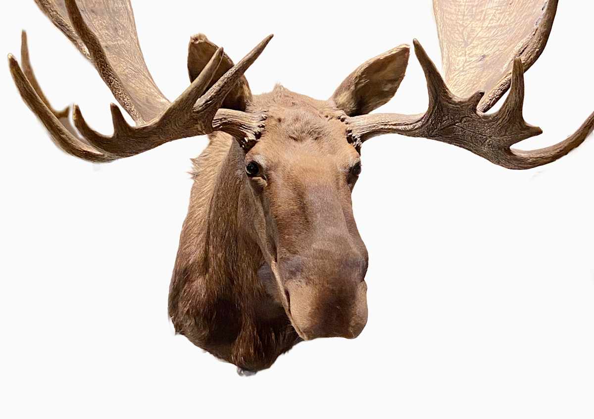 Moose #96 by Jennifer Frost, Image 2.