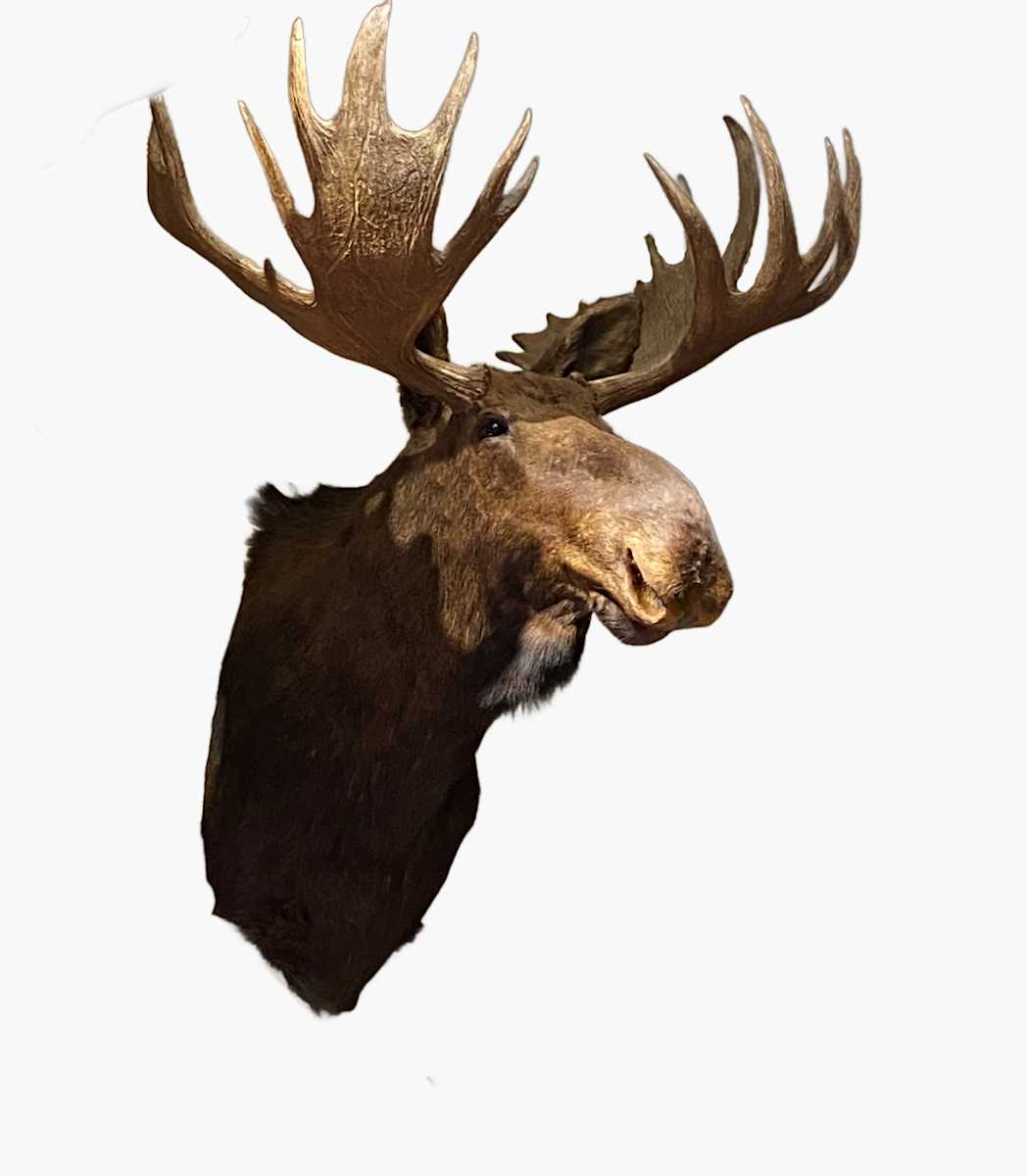 Moose #122 by The Foster's Curator  Image: 2025 collection appraisal