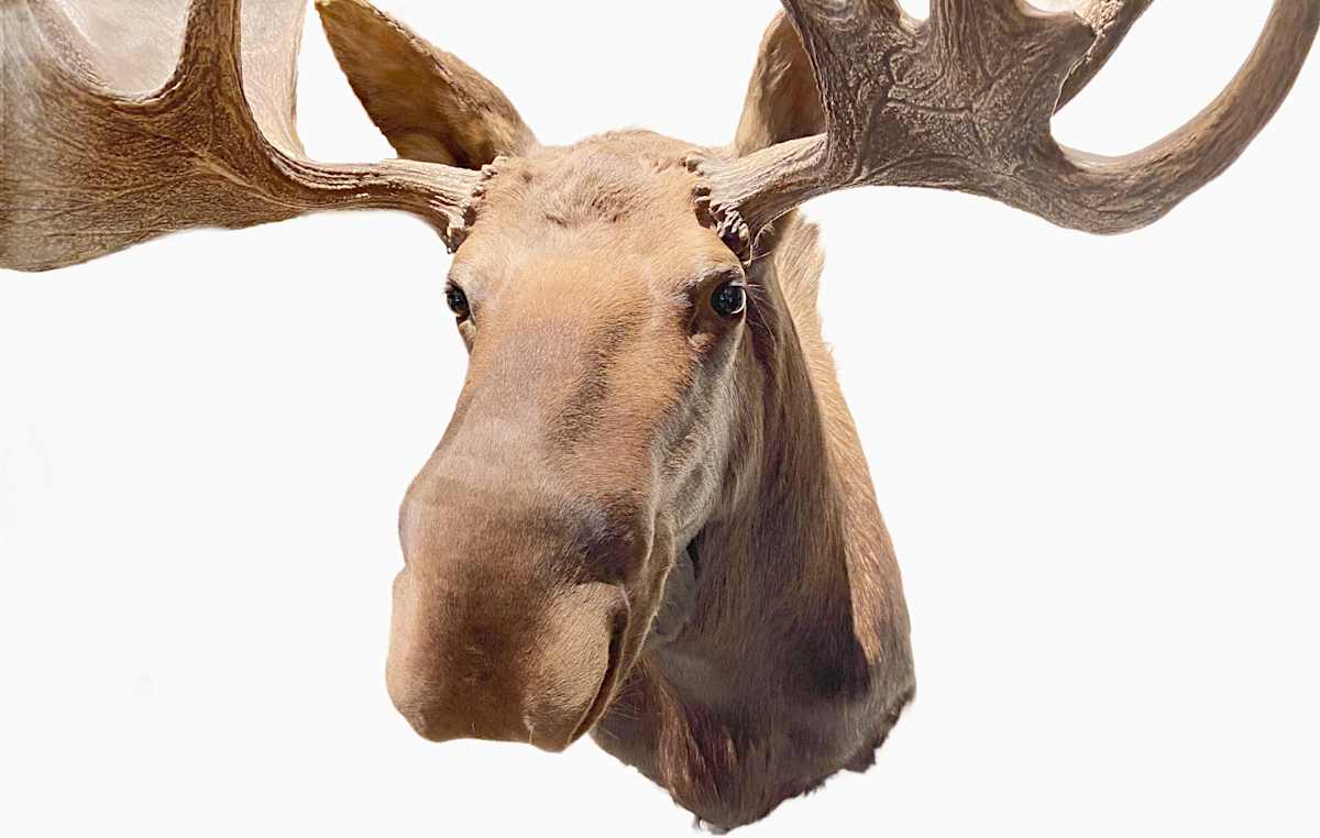 Moose #89 by Jennifer Frost, Image 2.