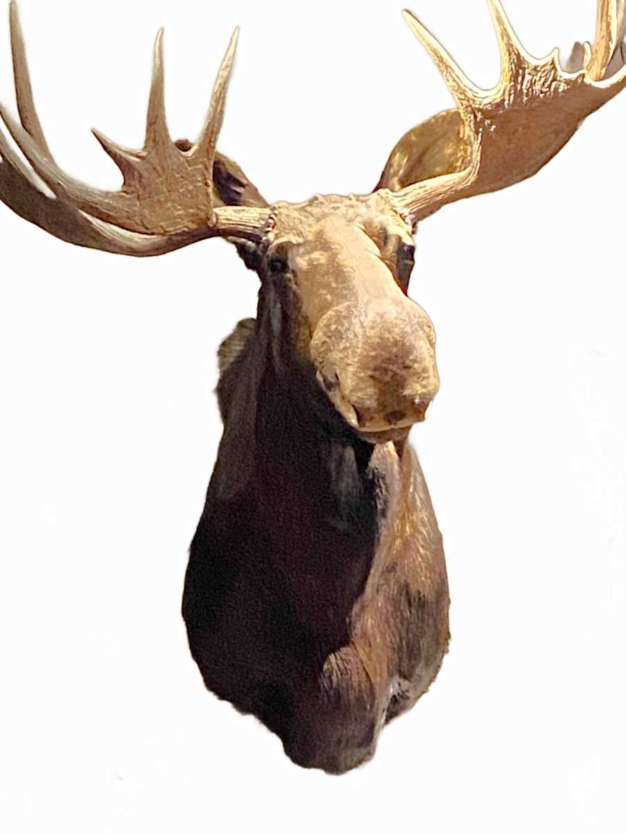 Moose #124 by Jennifer Frost, Image 2.