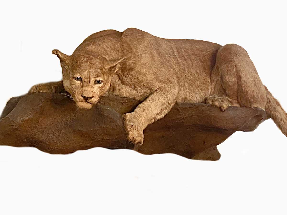 Mountain Lion #149 by Jennifer Frost, Image 2.