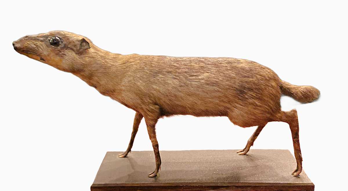Mouse Deer #160 by Jennifer Frost, Image 2.