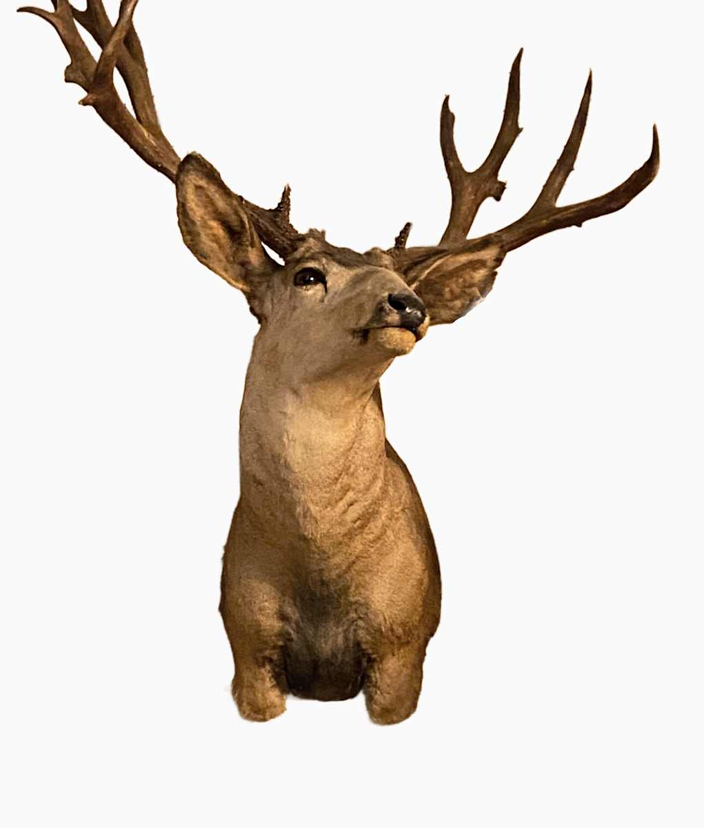 Mule Deer x Blacktail #167 by Jennifer Frost, Image 1.