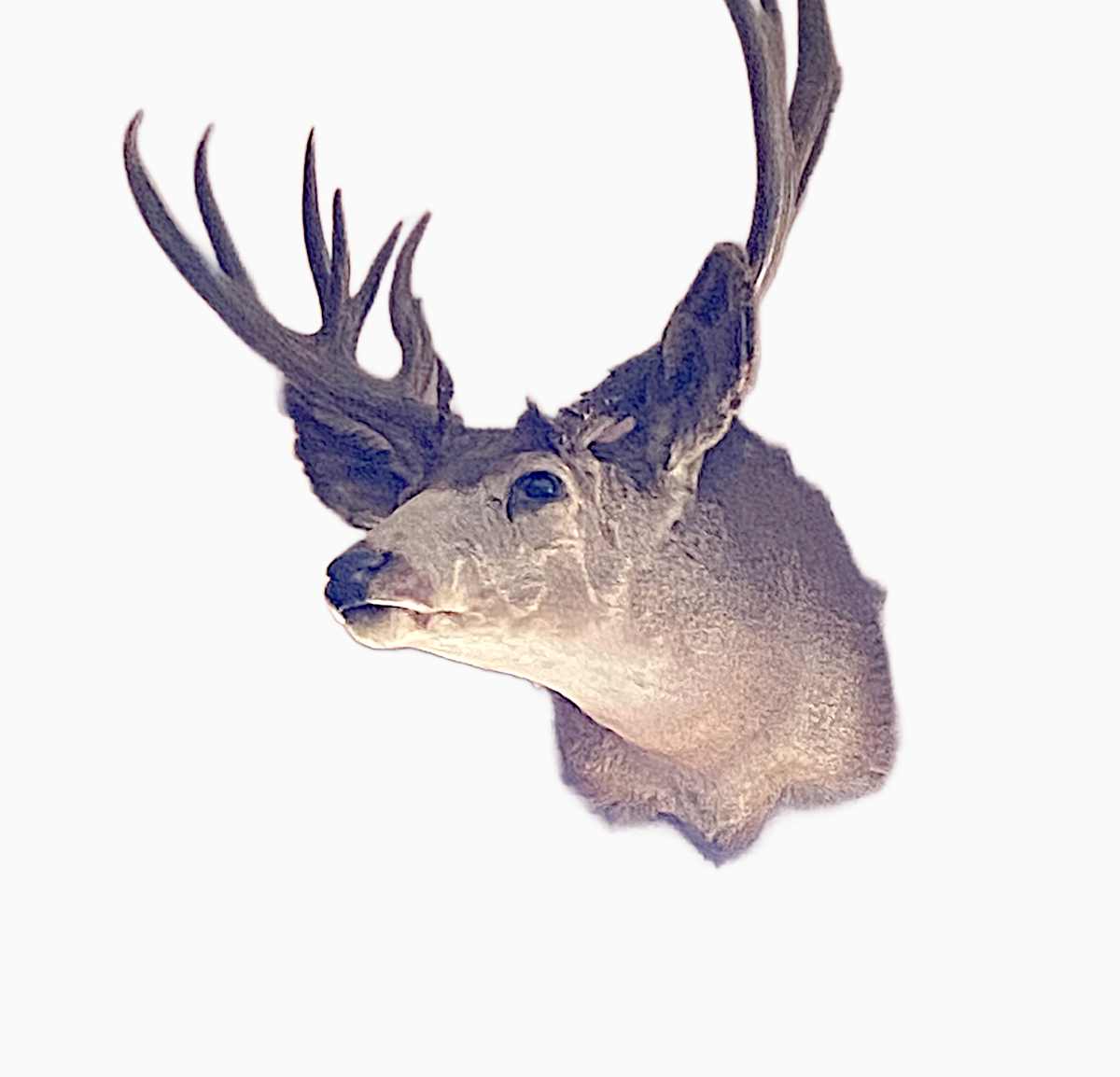 Mule Deer #195 by Jennifer Frost, Image 2.