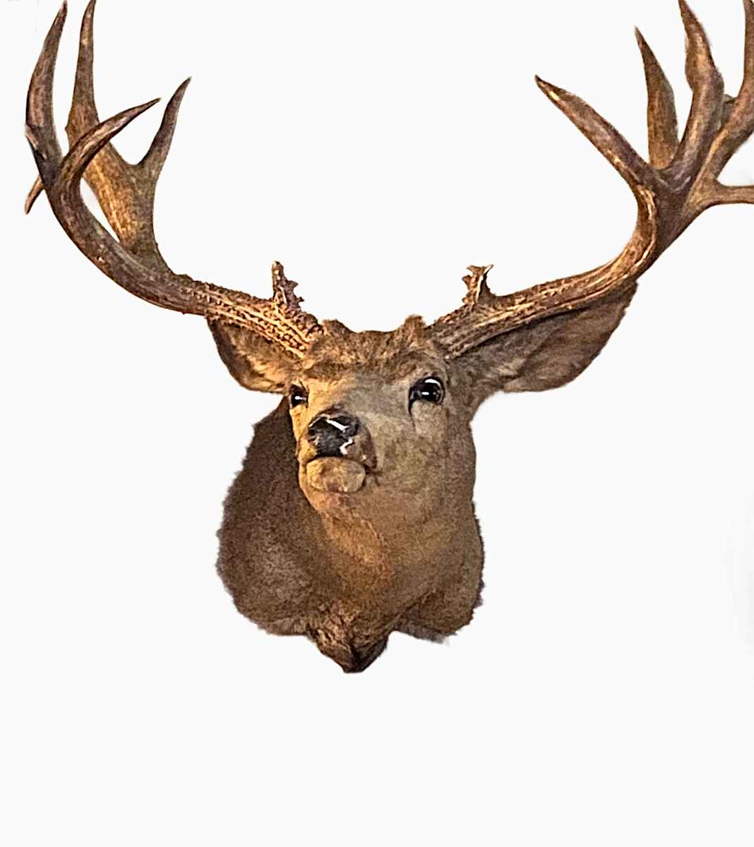Mule Deer #174 by Jennifer Frost, Image 1.