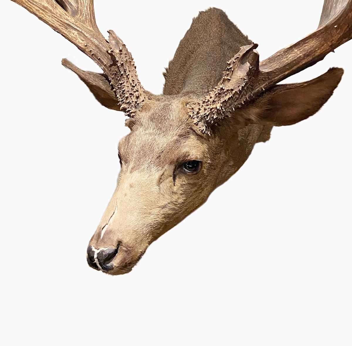 Mule Deer #129 by Jennifer Frost, Image 1.