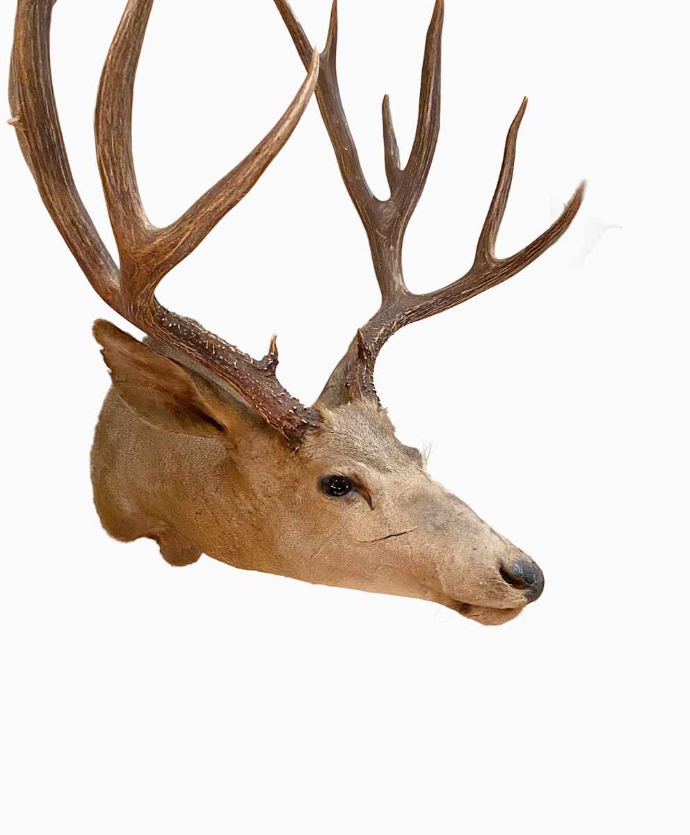 Mule Deer #127 by Jennifer Frost, Image 1.
