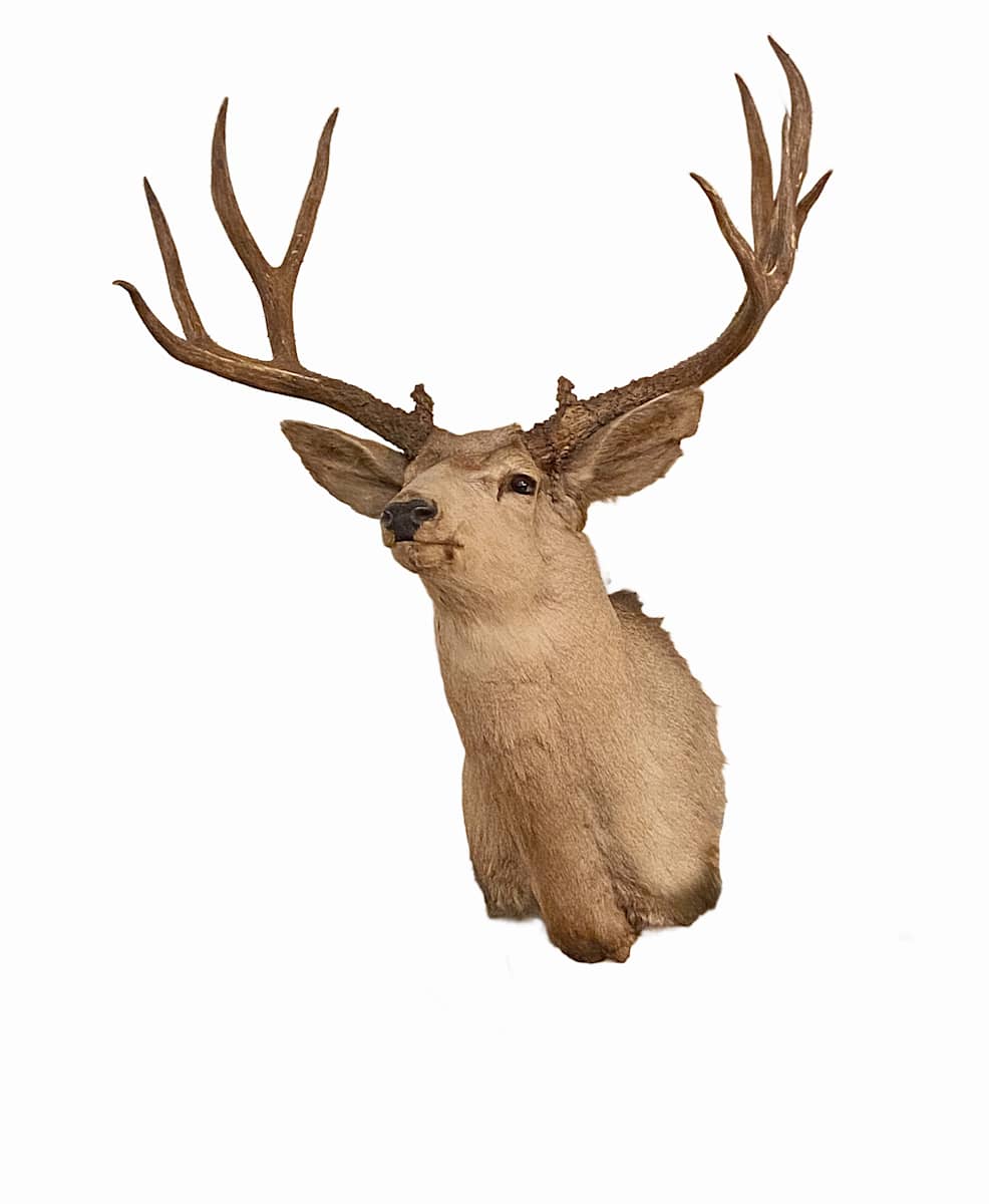 Mule Deer #159 by Jennifer Frost, Image 2.