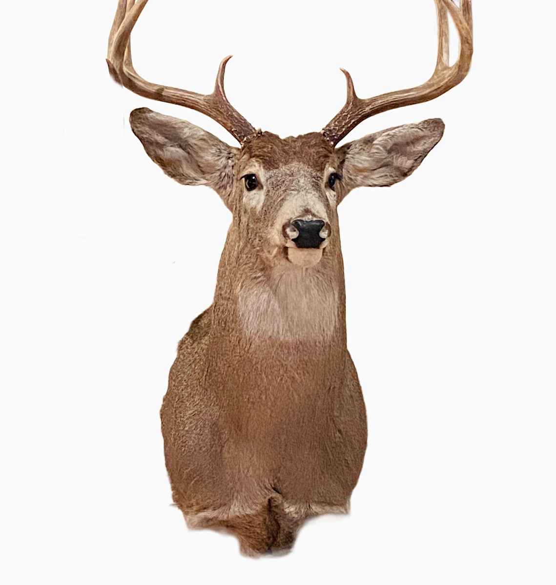 Mule Deer #128 by Jennifer Frost, Image 1.