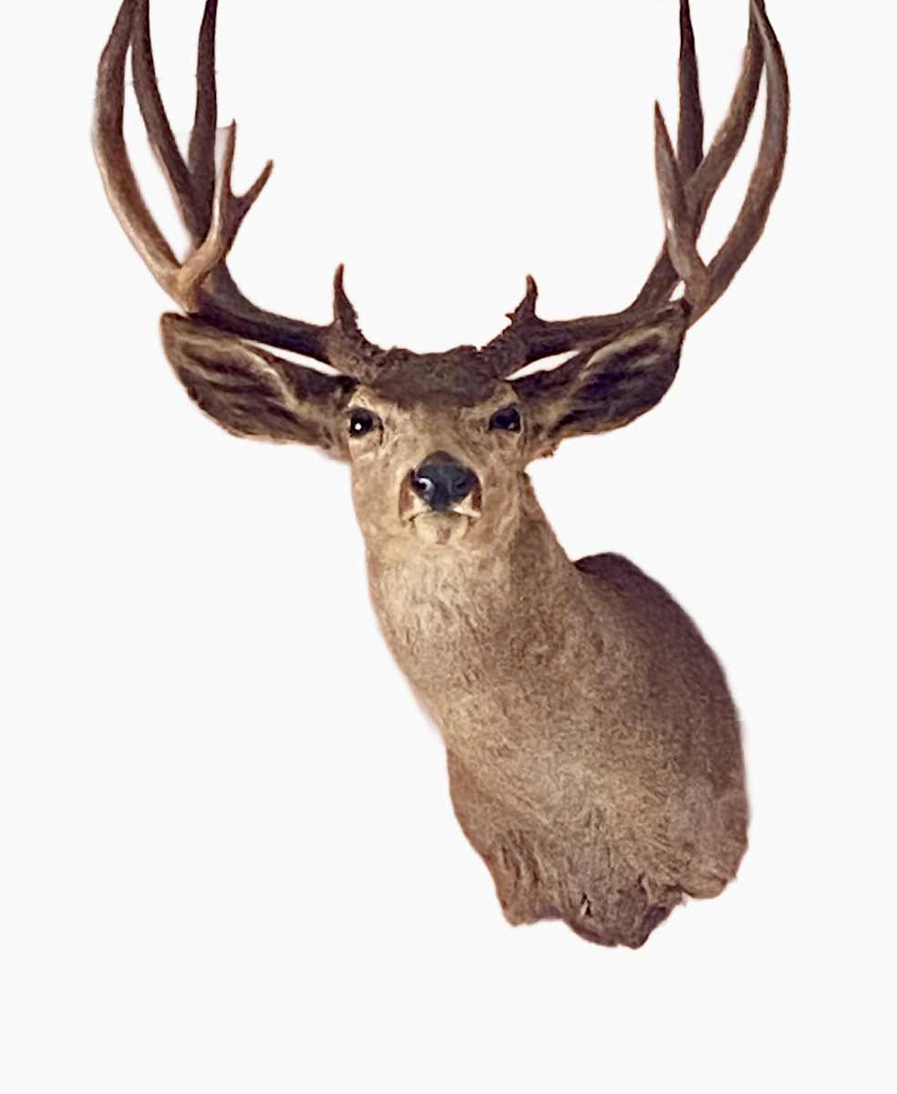 Mule Deer #193 by Jennifer Frost, Image 2.