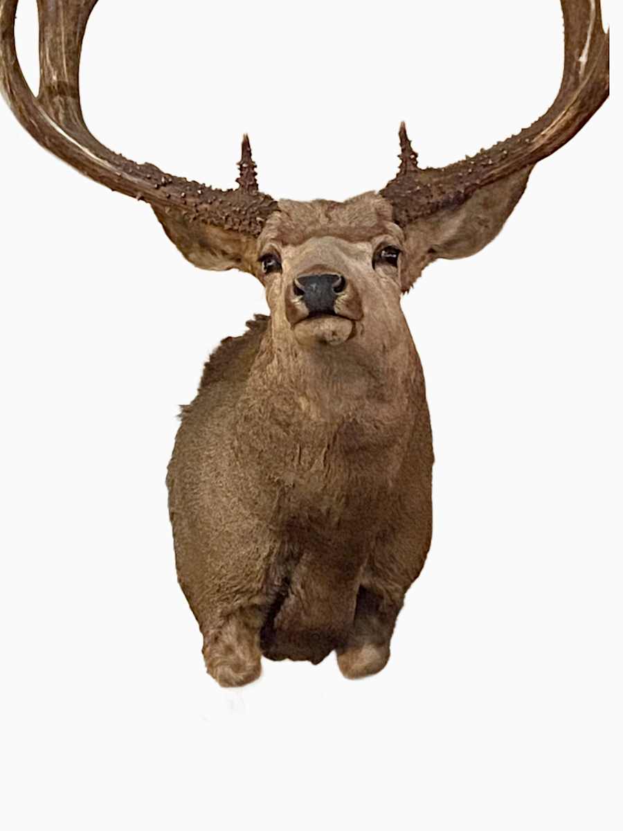 Mule Deer #143 by Jennifer Frost, Image 2.