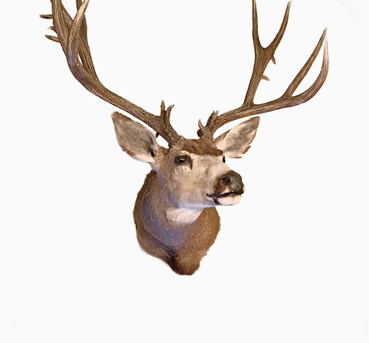 Blacktail x Mule Deer #165 by Jennifer Frost, Image 2.