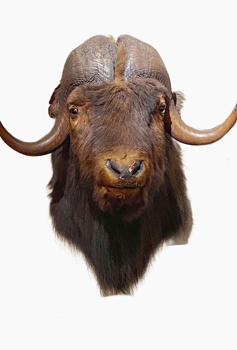 Musk Ox #162 *Big Game Record North America* by Jennifer Frost, Image 2.