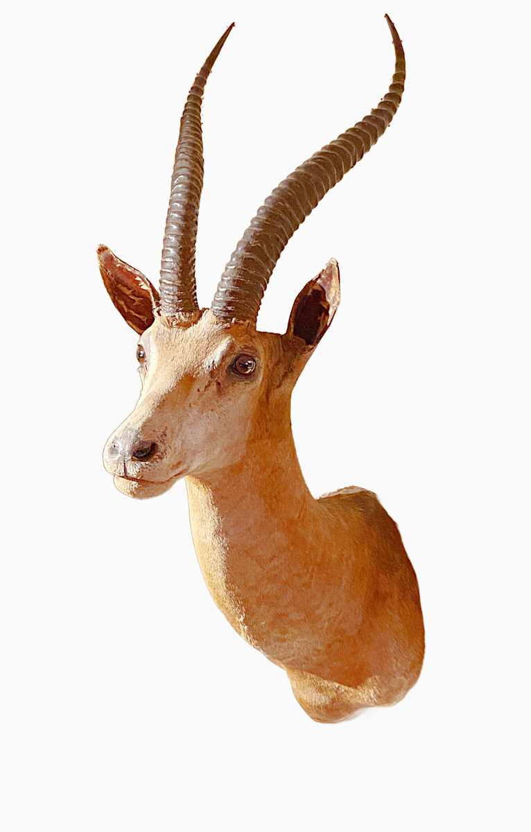 Peter's Gazelle #25 by Jennifer Frost, Image 1.